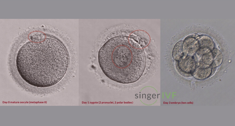 Embryo development until day 3