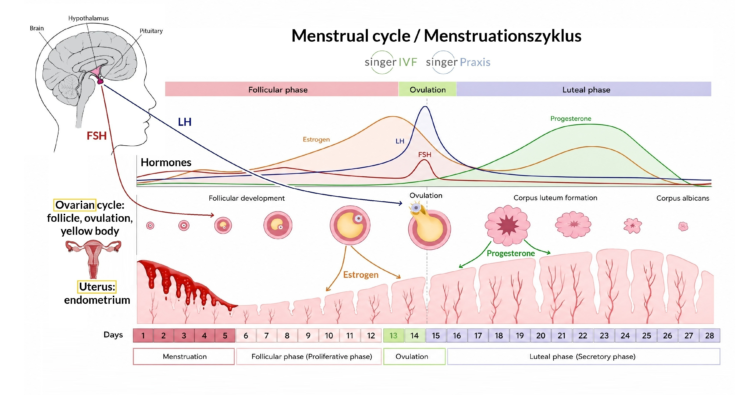 Menstrual cycle ms
