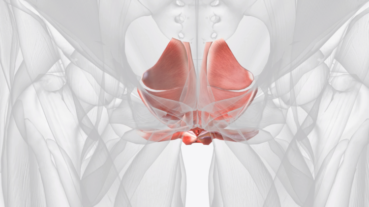 Muscles of pelvic floor and perineum .