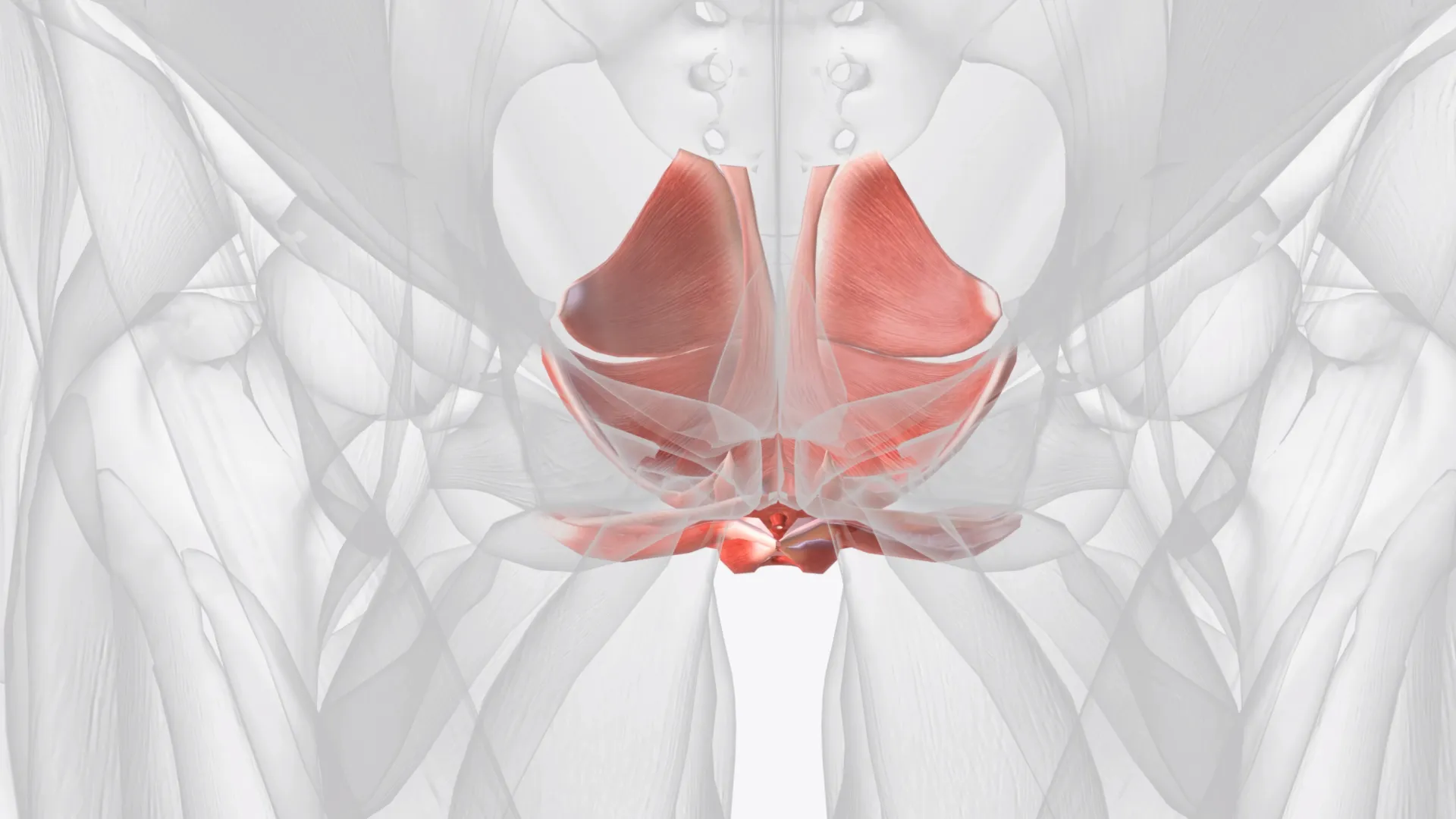 Muscles of pelvic floor and perineum .