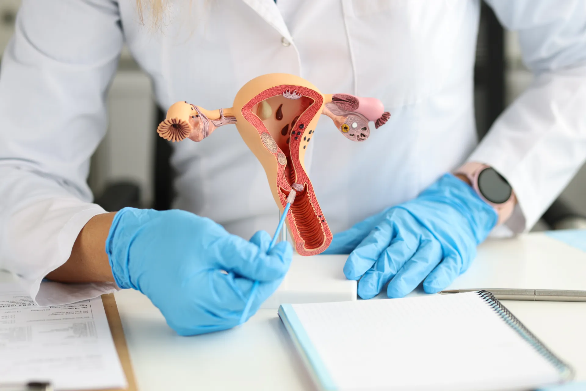 Gynecologist holds model of female reproductive system and cytological brush. Study of female reproductive system concept